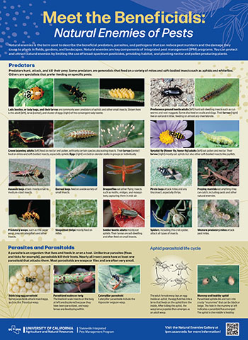 Poster: Meet the Beneficials, Natural Enemies of Garden Pests Poster: Meet the Beneficials, Natural Enemies of Garden Pests