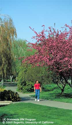 Grass, ornamental shrubs and trees Grass, ornamental shrubs and trees