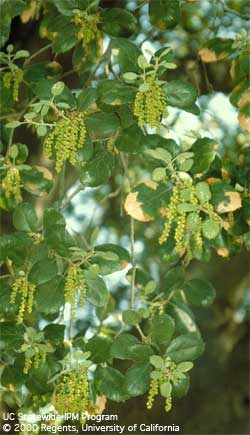 California live oak, Quercus agrifolia, in full flower. California live oak, Quercus agrifolia, in full flower.