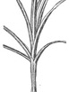 link to sedge gallery link to sedge gallery