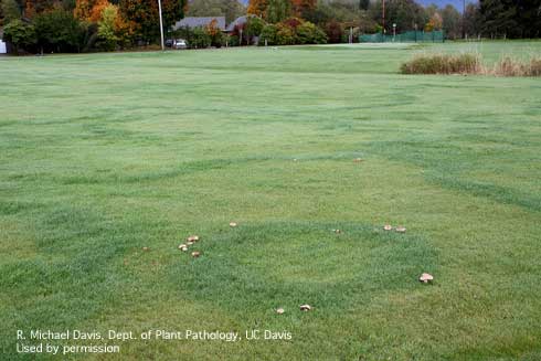 Fairy ring mushrooms around a circle of dark green turf. Fairy ring mushrooms around a circle of dark green turf.