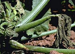 Feeding causes wilting of some plants