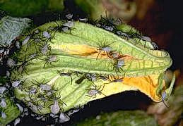Squash bug nymphs