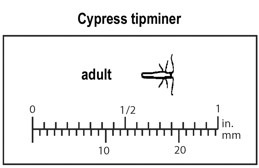 Relative size of adult cypress tipminer.