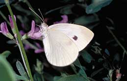 Adult imported cabbageworm