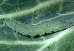 Imported cabbageworm larva