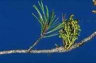Dwarf mistletoes have small scaly leafs and attack conifers.