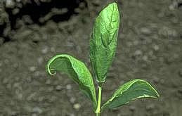 Downward curling of common mosaic virus
