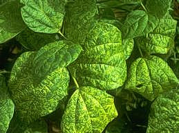 Mosaic pattern of bean yellow mosaic virus