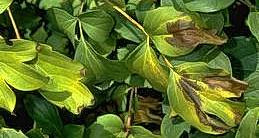 Brown, necrotic foliage due to gray mold.