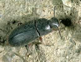 Darkling beetles
