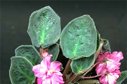 Leaf necrosis from chilling.