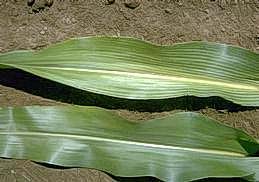 Symptoms of mosaic virus on corn leaves