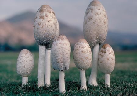 Newly emerged inky cap mushrooms, Coprinus comatus. Newly emerged inky cap mushrooms, Coprinus comatus.