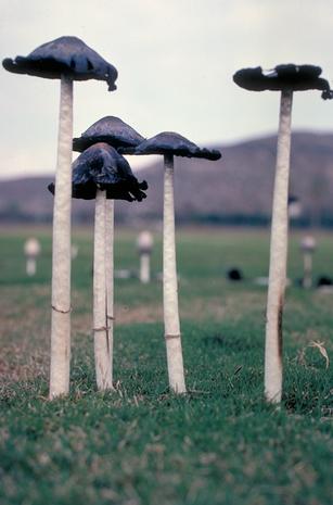 Maturing inky cap mushrooms, Coprinus comatus. Maturing inky cap mushrooms, Coprinus comatus.
