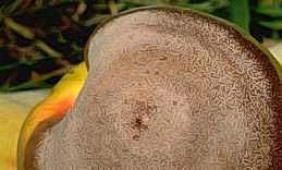 Driedfruit beetle feeding of fruit tissue