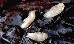 Driedfruit beetle pupae