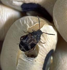 Adult cowpea weevil