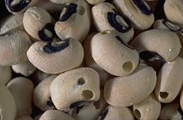 Cowpea weevil emergence holes