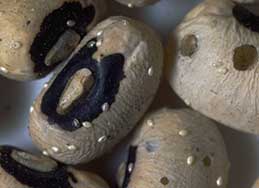Cowpea weevil eggs
