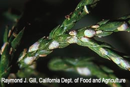 Female and male minute cypress scales.