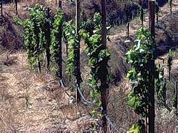Grape site selection