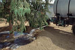 Basin irrigation.