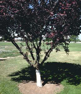 Protect trees by whitewashing