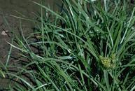Nutsedge