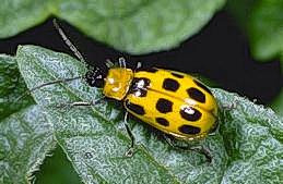 Western spoted cucumber beetle