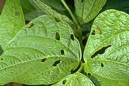 Cucumber beetles may chew holes