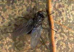Adult seedcorn maggot