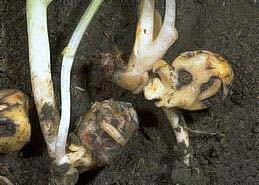 Damage to germinating seedlings