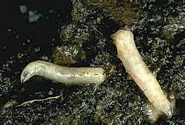 Cabbage maggot larvae