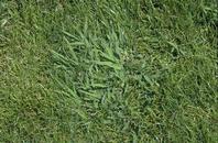 Smooth crabgrass