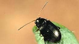 Potato flea beetle