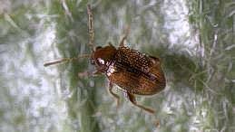 Tobacco flea beetle
