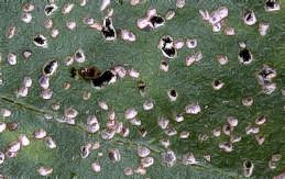 Flea beetle damage to leaf