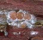 Cypress bark mealybug