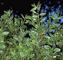 Manzanita leaves