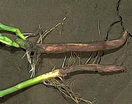 Brick red lesions on bean roots