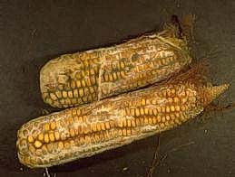 Fusarium rot on corn ears