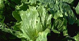 Damage to lettuce leaves