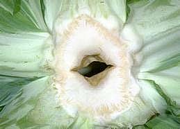 Plant infected with hollow stem