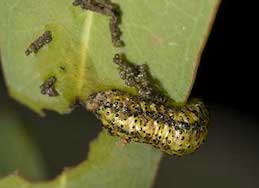 Older larva of eucalyptus snout beetle and its chewing damage and excrement.