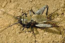 Cricket nymph