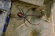 La araña viuda negro (la hembra adulta) muestra la marca de reloj de arena rojo en la parte inferior del abdomen.