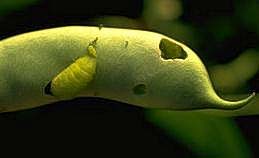 Holes bored into bean pod