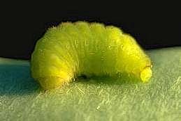 Lycaenid pod borer larva