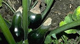 Rotting of zucchini